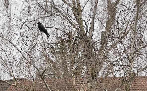 Rabe auf einer Birke