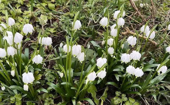 Ein Feld Märzenbecher. Bald arbeiten wir wieder im Garten und da ist es klar: Teamwork makes the dream work für einen schönen Garten.